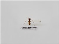 藏品(高砂白天牛)的圖片